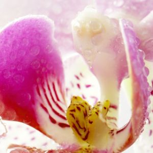 Piękny kwiat orchidei