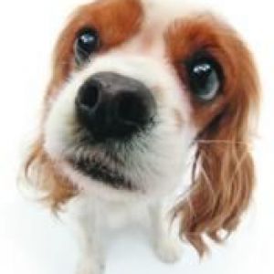 Uroczy Cavalier King Charles Spaniel