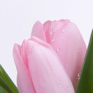 Różowa Tulipanowa Kwiat
