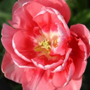 Piękny Różowy Tulipan