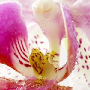 Piękna Różowa Orchidea