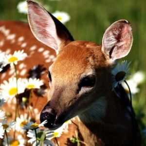 Sarna w Daisies