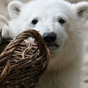 Niedźwiedź Polarny z Koszem