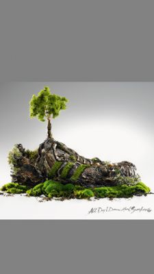 Miniaturowe drzewo na skale - wallpaper preview