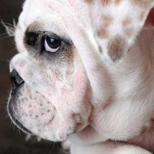 Uroczy Profil Buldoga