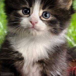 Uroczy Puszysty Kotek