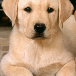 Uroczy Labrador Sztenię
