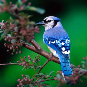Ptak Blue Jay na Gałęzi