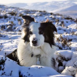 Border Collie w Śniegu