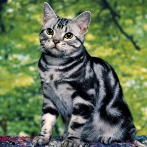Uroczy Srebrny Kocur Tabby
