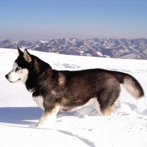 Siberian Husky na Śniegu