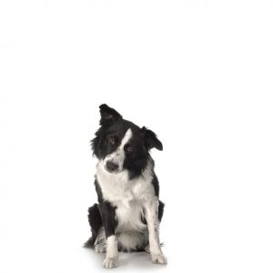 Uroczy Pies Border Collie