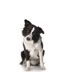 Uroczy Pies Border Collie