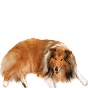 Uroczy Pies Collie