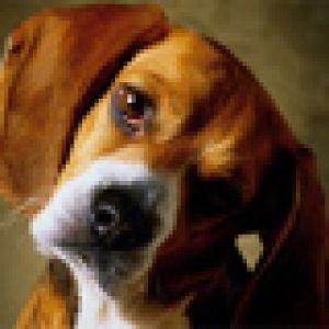 Uroczy Pies Beagle