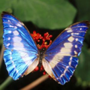 Jaskrawy Niebieski Motyl