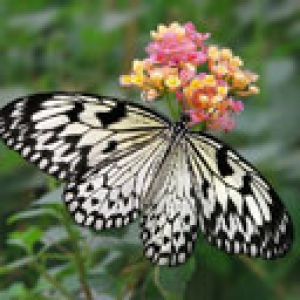 Piękny Motyl na Kwiecie