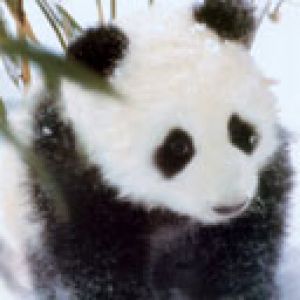 Urocza Panda w Śniegu