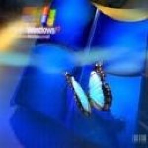 Tapeta Windows Motyl