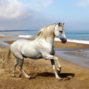 Majestatyczny Biały Koń na Plaży
