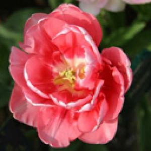 Piękny różowy kwiat tulipana