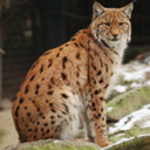 Ryś w Naturze