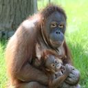 Matka i młode orangutana