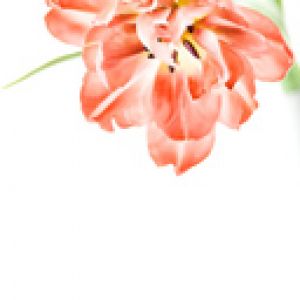 Piękny Różowy Kwiat Tulipana