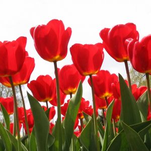 Żywe Czerwone Tulipany