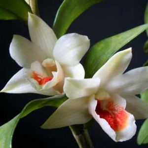 Eleganckie Białe Orchidee