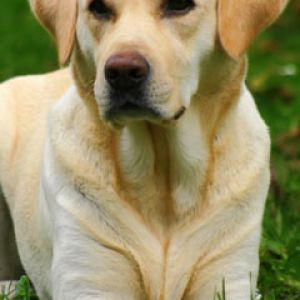 Portret Labradora