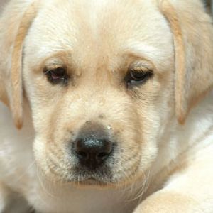 Uroczy Szczeniak Labrador