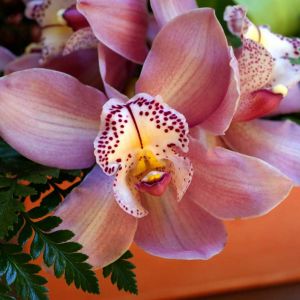 Piękny Kwiat Orchidei