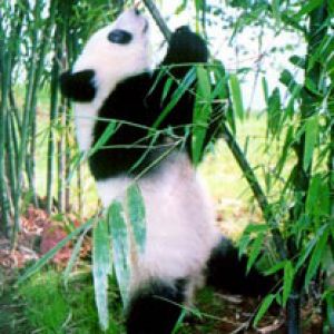Urocza Panda Jedząca Bambus