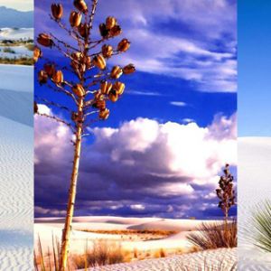 Krajobraz pustynny z roślinami yucca