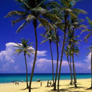 Tropikalna Plaża z Palmami