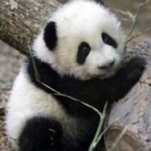 Uroczy panda maluch