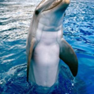 Delfin w Czystej Wodzie
