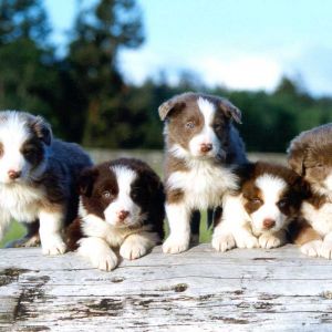 Urocze Szczenięta Border Collie