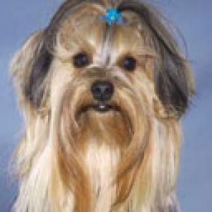 Uroczy Yorkshire Terrier