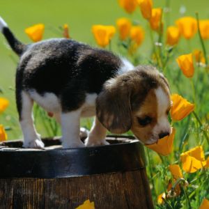 Szczeniak Beagle w Kwiatach