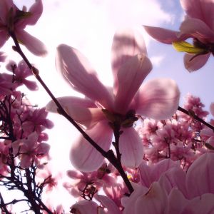 Piękne Różowe Magnolia