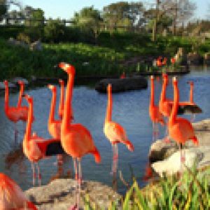 Wibrujące Flamingi nad Wodą