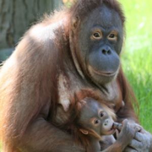 Matka i młode orangutana
