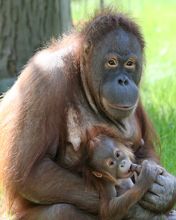 Matka i młode orangutana