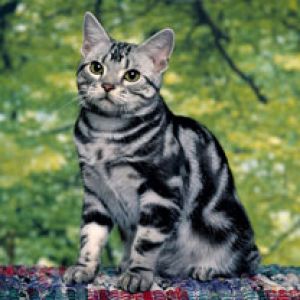 Uroczy Srebrny Kot Tabby
