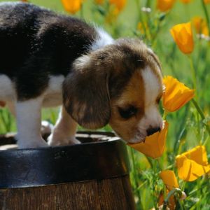Szczeniak Beagle w Kwiatach
