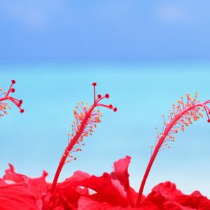 Żywe Czerwone Hibiskusy