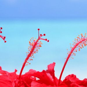 Żywe Czerwone Hibiskusy