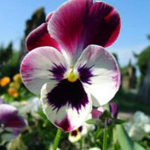 Piękny Kwiat Pansy
